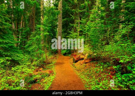 Ein Außenbild eines Waldwanderweges im Pazifischen Nordwesten Stockfoto