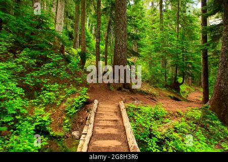 Ein Außenbild eines Waldwanderweges im Pazifischen Nordwesten Stockfoto