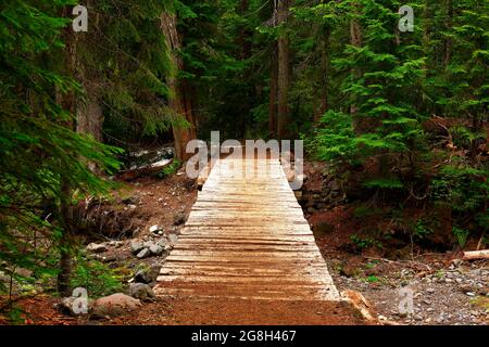 Ein Außenbild eines Waldwanderweges im Pazifischen Nordwesten Stockfoto