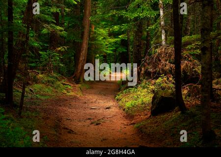 Ein Außenbild eines Waldwanderweges im Pazifischen Nordwesten Stockfoto