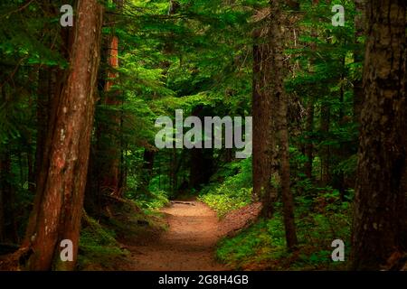 Ein Außenbild eines Waldwanderweges im Pazifischen Nordwesten Stockfoto
