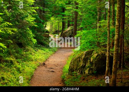 Ein Außenbild eines Waldwanderweges im Pazifischen Nordwesten Stockfoto