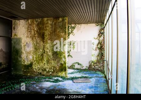 Giftiger Efeu, der auf einer moosigen Wand wächst. Große Fenster. Blaue Kacheln. Innenraum. Dies war einmal eine Arztpraxis. Stockfoto