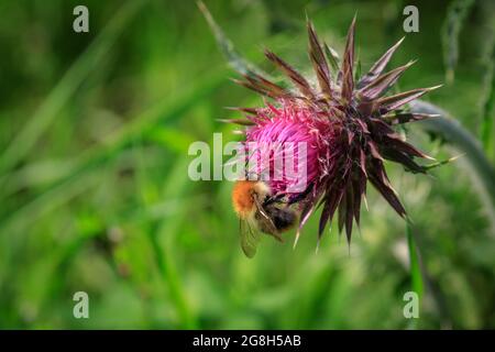 Haltern, NRW, Deutschland. Juli 2021. Eine gewöhnliche Carderbiene (Bombus pascuorum) sammelt eifrig Nektar und Pollen von einer rosa Thisle in der Sonne. Nach einer Woche heftiger Regenfälle und großflächiger Überschwemmungen ist der Sommer nach Nordrhein-Westfalen zurückgekehrt, mit Temperaturen in den hohen 20ern, blauem Himmel und warmem Sonnenschein und vielen Insekten überall. Kredit: Imageplotter/Alamy Live Nachrichten Stockfoto