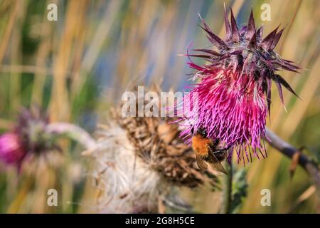 Haltern, NRW, Deutschland. Juli 2021. Eine gewöhnliche Carderbiene (Bombus pascuorum) sammelt eifrig Nektar und Pollen von einer rosa Thisle in der Sonne. Nach einer Woche heftiger Regenfälle und großflächiger Überschwemmungen ist der Sommer nach Nordrhein-Westfalen zurückgekehrt, mit Temperaturen in den hohen 20ern, blauem Himmel und warmem Sonnenschein und vielen Insekten überall. Kredit: Imageplotter/Alamy Live Nachrichten Stockfoto