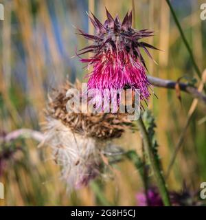 Haltern, NRW, Deutschland. Juli 2021. Eine gewöhnliche Carderbiene (Bombus pascuorum) sammelt eifrig Nektar und Pollen von einer rosa Thisle in der Sonne. Nach einer Woche heftiger Regenfälle und großflächiger Überschwemmungen ist der Sommer nach Nordrhein-Westfalen zurückgekehrt, mit Temperaturen in den hohen 20ern, blauem Himmel und warmem Sonnenschein und vielen Insekten überall. Kredit: Imageplotter/Alamy Live Nachrichten Stockfoto