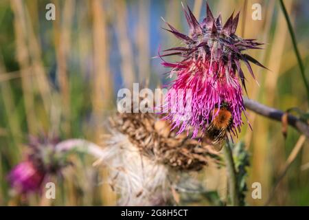 Haltern, NRW, Deutschland. Juli 2021. Eine gewöhnliche Carderbiene (Bombus pascuorum) sammelt eifrig Nektar und Pollen von einer rosa Thisle in der Sonne. Nach einer Woche heftiger Regenfälle und großflächiger Überschwemmungen ist der Sommer nach Nordrhein-Westfalen zurückgekehrt, mit Temperaturen in den hohen 20ern, blauem Himmel und warmem Sonnenschein und vielen Insekten überall. Kredit: Imageplotter/Alamy Live Nachrichten Stockfoto