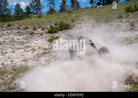 Bison rollt im Schmutz herum und zerrt Staub in der Nähe des Schlammvulkans im Yellowstone National Park. Konzentrieren Sie sich auf den HUF Stockfoto
