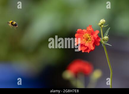 Nahaufnahme einer Honigbiene, die in der Nähe einer rot blühenden Blume mit verschwommenem Hintergrund fliegt Stockfoto