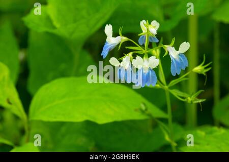 Mary (Collinsia verna), Portland Arch Nature Preserve, Indiana Stockfoto