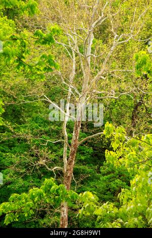 Amerikanische Platanus occidentalis, von der Türkei betriebenes State Park, Indiana Stockfoto