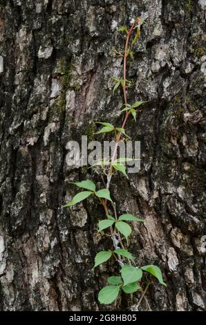 Virginia Creeper, Parthenocissus quinquefolia, Rebsorte, die Post Oak, Quercus stellata aufwächst Stockfoto