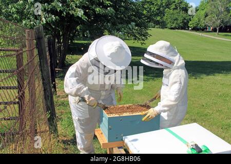 Trennen von Rahmen in einem Bienenstock mit einem Hive Tool Stockfoto