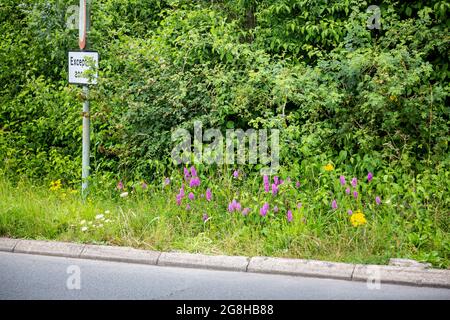 Pyramidenorchideen, Ragwürze und andere wilde Blumen wachsen an einem Straßenrand bei der A 362 in der Nähe von Frome in Somerset, England Stockfoto