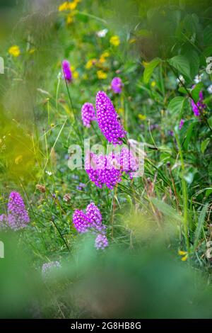 Pyramidenorchideen, Ragwürze und andere wilde Blumen wachsen an einem Straßenrand bei der A 362 in der Nähe von Frome in Somerset, England Stockfoto