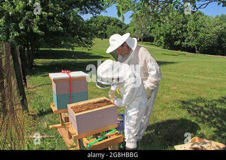 Trennen von Rahmen in einem Bienenstock mit einem Hive Tool Stockfoto