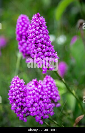 Pyramidenorchideen, Ragwürze und andere wilde Blumen wachsen an einem Straßenrand bei der A 362 in der Nähe von Frome in Somerset, England Stockfoto