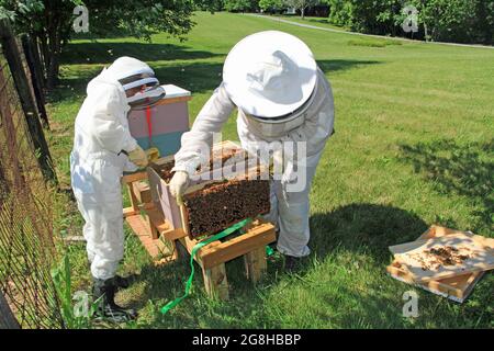 Hängende Rahmen von einem Bienenstock außerhalb des Hive Stockfoto