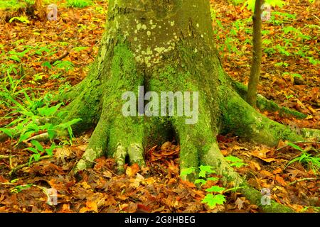 Buchengrundplatte, Shades State Park, Indiana Stockfoto