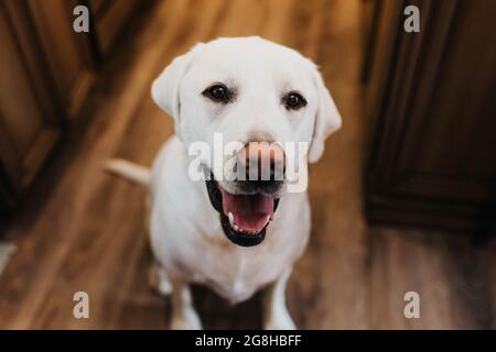 Porträt eines weißen labradors in seinem Haus in South Dakota Stockfoto