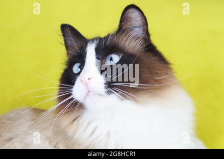 Siamesische Katze mit blauen Augen auf gelbem Hintergrund Stockfoto