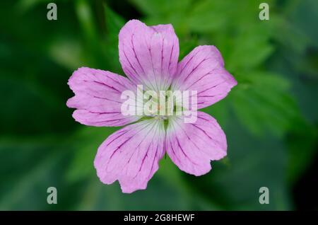 Rosa Blume von Geranium endressii oder Endres Cranesbill oder französischem Kranichschnabel vor verschwommenem grünen Hintergrund Stockfoto