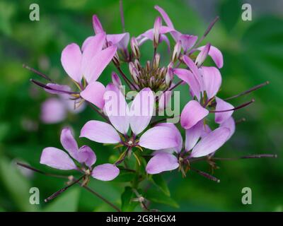 cleome hassleriana, rosa Spinnenblume vor verschwommenem grünen Hintergrund Stockfoto