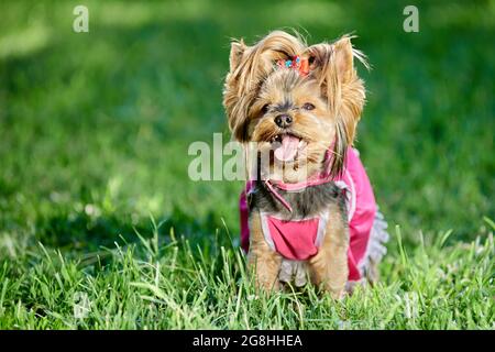 Yorkshire Terrier in pinkem Kleid geht im öffentlichen Park mit hervorragender Zunge. Stockfoto