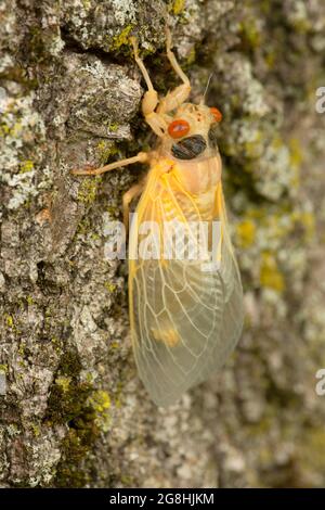 Neu geschlüpfte Cicada, Brown County State Park, Indiana Stockfoto