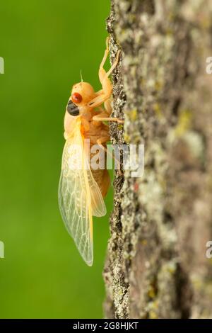 Neu geschlüpfte Cicada, Brown County State Park, Indiana Stockfoto