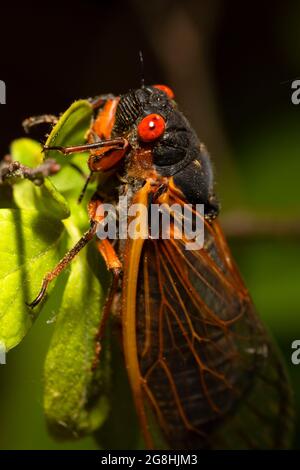 Cicada, Brown County State Park, Indiana Stockfoto