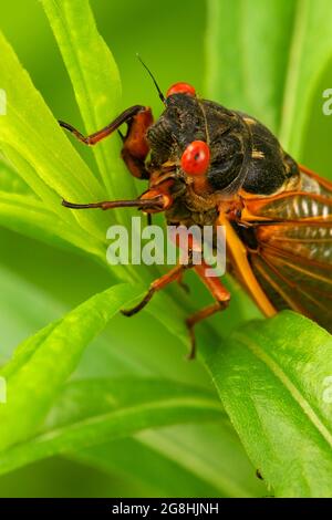 Cicada, Brown County State Park, Indiana Stockfoto