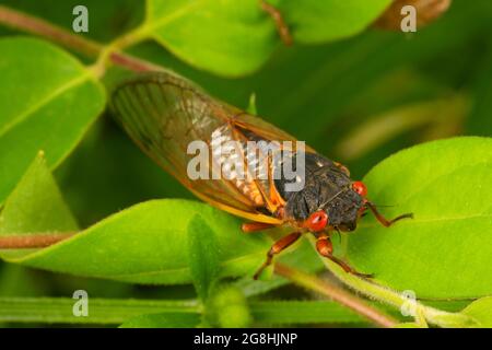 Cicada, Brown County State Park, Indiana Stockfoto