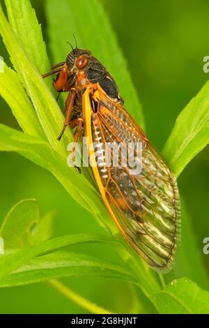 Cicada, Brown County State Park, Indiana Stockfoto