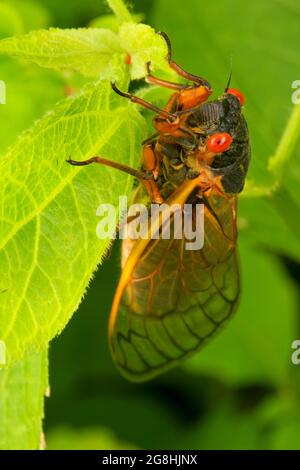 Cicada, Brown County State Park, Indiana Stockfoto