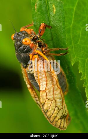 Cicada, Brown County State Park, Indiana Stockfoto