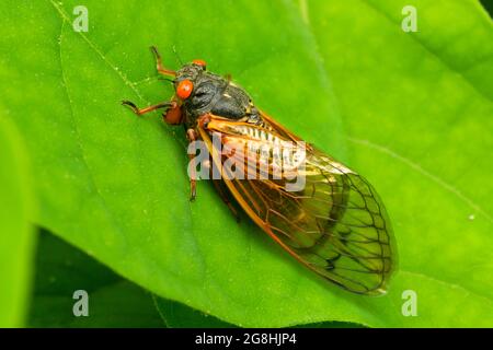 Cicada, Brown County State Park, Indiana Stockfoto