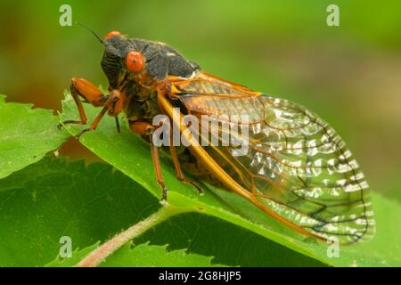 Cicada, Brown County State Park, Indiana Stockfoto