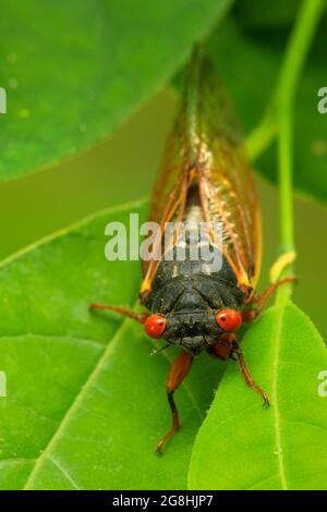 Cicada, Brown County State Park, Indiana Stockfoto