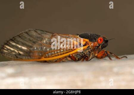 Cicada, Brown County State Park, Indiana Stockfoto