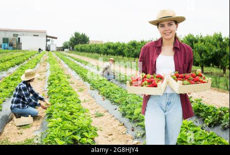 Das junge Mädchen steht auf einer Plantage mit zwei Kisten mit reifen Erdbeeren Stockfoto