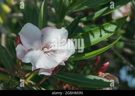 Nerium Oleander Blume Nahaufnahme im Freien mit Sonnenlicht Stockfoto