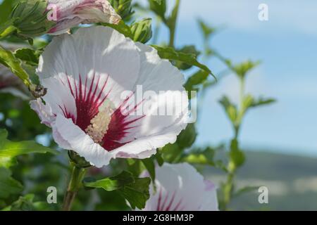 hibiskusblüte aus nächster Nähe Hibiscus syriacus Stockfoto