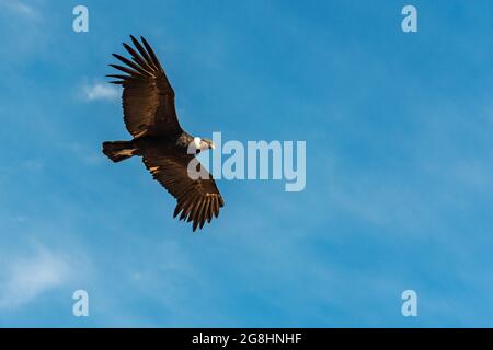 Andenkondor (Vultur Gryphus) im Flug mit Kopierraum, Colca Canyon, Arequipa, Peru. Stockfoto