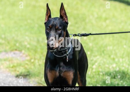 Brauner und schwarzer Dobermann Pinscher auf Spaziergang im Park. Stockfoto