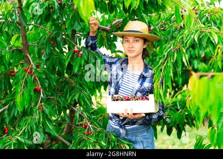 Frau mittleren Alters pflückt Kirschen im Obstgarten Stockfoto