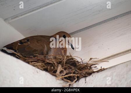 Eine braune zenaida aurita taube oder sitzt auf einem Nest, das auf einer Wand ruht und von einem Dach geschützt ist. Der Vogel ist von der Seite aus zu sehen. Stockfoto