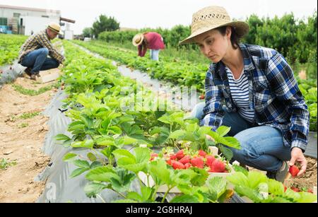 Frau mittleren Alters, die Erdbeere auf einem Feld erntet Stockfoto