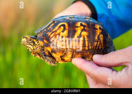 Box Turtle (Terrapene carolina), Greene Dugger Unit, Sullivan State Forest, Indiana Stockfoto