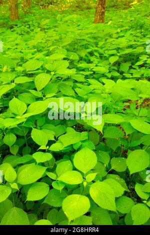 Nettles entlang des South Fork Trail, Patoka River National Wildlife Refuge, Indiana Stockfoto